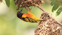7 days 6 night Birdwatching in Ghana & Nature 