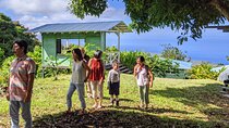 Hala Tree Coffee Farm Tour