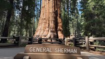 Private Tour to Sequoia and Kings Canyon National Parks