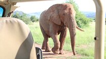 Pilanesberg National Park Big Five Safari Full Day Tour