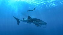Full-Day Whale Shark Snorkeling Adventure with Beach Lunch