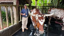 Explore Volcano Waterfall and Coffee Brew Experience