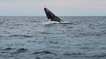 Whale Watching Tour and Animal Safari 
