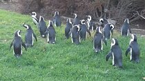 Table Mountain, Penguin Beach And Lunch + Constantia Wine Testing