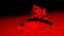 Night Watching of Sea Turtles from Tamarindo