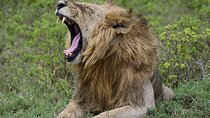 Nakuru National Park Day Trip from Nairobi