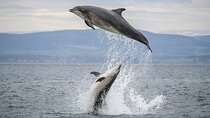 Wildlife Watching Boat Tour