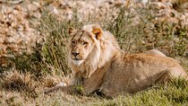 Tour Safari; Nairobi National Park