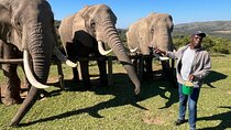 Elephant Encounter and Giraffe Walk Tracking
