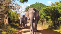 YALA SAFARI TOUR with Galle/Mirissa/Tangalle/Ella Transfers