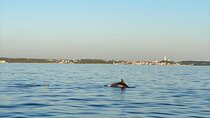 Explore Vrsar with Private Boat Cruise