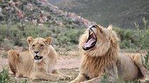 Big Five Aquila Safari Experience with Private Transfer 