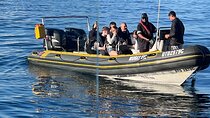 Cape Town Private Dolphin Watching Experience