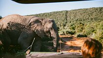 Full Day Pilanesberg Safari with Lunch and Guided Game Drives