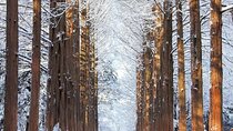 Private Tour at Nami Island and Elysian Ski Resort 