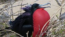 North Seymour and Bachas or Mosquera Beach Yacht Day Tour