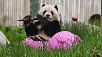 All Inclusive Private Panda Base Traditional Painting Experience 