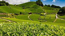 1 Day Matcha Farm Tour with Lunch and Bicycle Rental in Kyoto