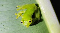 La Fortuna Educational Night Walk