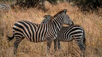 5 Day Group Camping Safari in Tanzania's Wildlife Parks