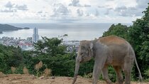 Guide Tour to Patong Hilltribe Ethical Elephant Village 