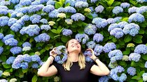 Small Group Tour for Jeju Hydrangea & Mt. Halla incl. Admissions