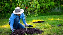 Plant a Tree in the Atlas Mountains & Visit a Local Family