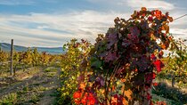 Traditional Ribatejo Private Full-day Tour