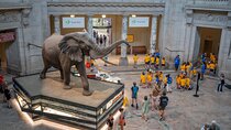 Smithsonian Natural History Museum Exclusive Guided Tour