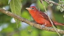 Birdwatching Tour in Esquipulas 