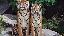 5 Day Golden Triangle with Ranthambore (Taj Mahal Sunset/Sunrise)