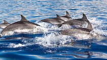 3 Hours Dolphin Watching Glass-Bottom Boat Trip