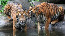 7 Day Golden Triangle with Wildlife - Taj Tigers Leopards Birds