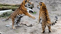8 Days Golden Triangle Tour with Ranthambore Tiger Tour
