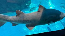 Robben Island & Aquarium Tour – Tickets & Transfers Included