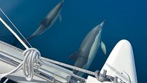 Catamaran Sailing Experience Manilva Tapas Drink Dolphins Swim Stop