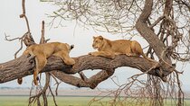 Mikumi National Park Private 2-Days and 1-Night Tour