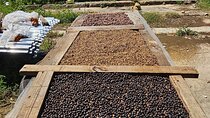 Cigar, Coffee, and Chocolate Plantation