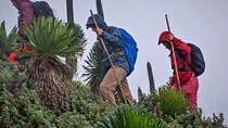 1-Day Mount Muhabura Hiking Adventure 