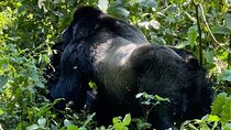 10-Day Luxury Wildlife and Gorilla Safari in Uganda