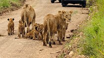 Nairobi National Park Sheldrick & Giraffe Centre Day Trip