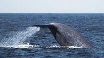 San Diego Whale/Dolphin Watching Cruise Aboard Luxury Vessel
