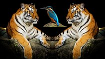  5 Days Golden Triangle Tour with Tiger Safari and Bird Sanctuary