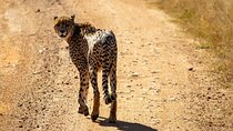 1 Day Pilanesberg Safari with Tour Guide