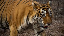 Ranthambore Day Tour with Canter Safari from Jaipur