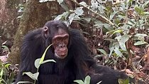 7 Days Uganda $ Rwanda : Gorillas, Chimpanzees Golden Monkeys 