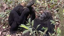 8 Days In Uganda : Chimpanzees Murchison Falls And The Nile River