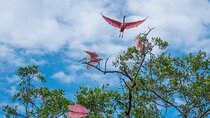 Mangrove Bird Watching and Seabirds