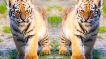 4 Days Golden Triangle Tour with Ranthambore Tiger Safari 