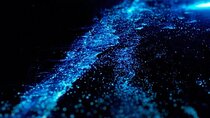 Bioluminescence Cocos Tours
